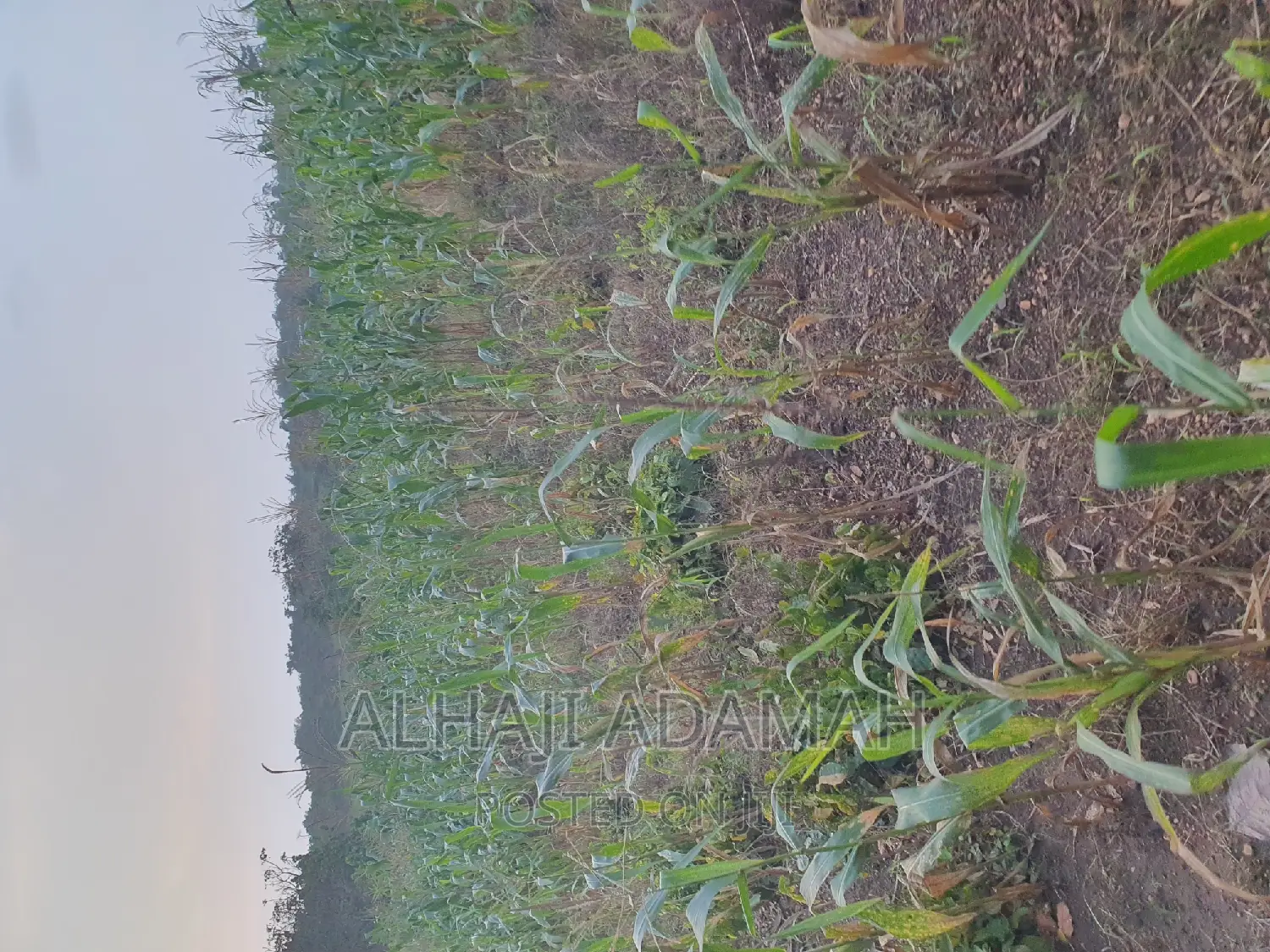 Land for Sale at Brofudro Ampemanim Kokoben