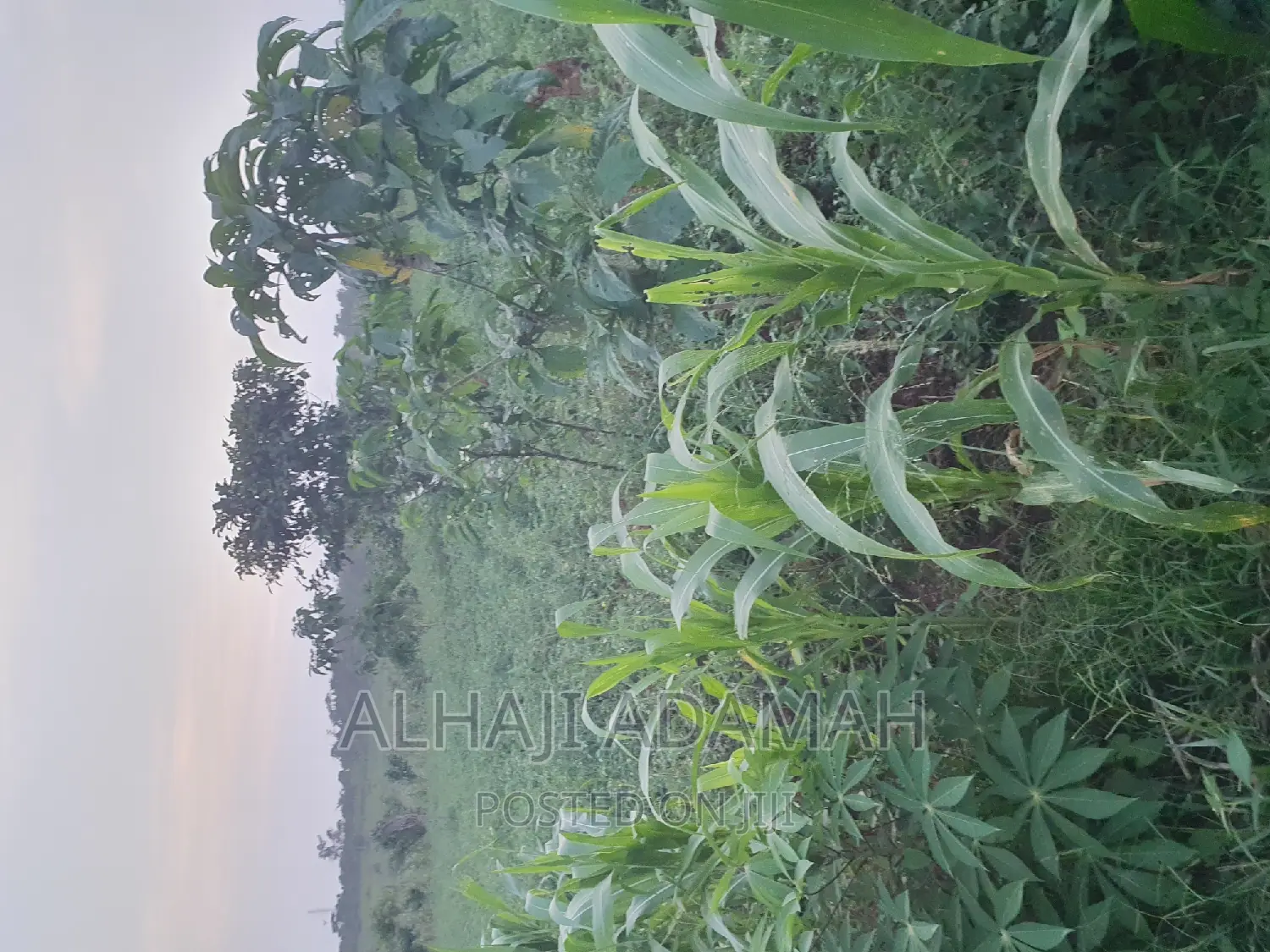 Land for Sale at Brofudro Ampemanim Kokoben
