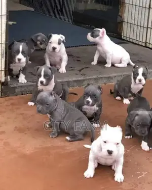 1-3 months Female Purebred American Pit Bull Terrier