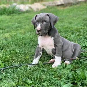 1-3 months Female Purebred American Pit Bull Terrier