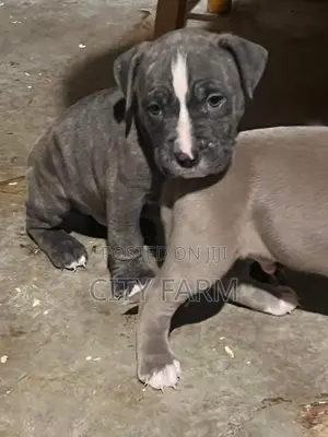 1-3 months Female Purebred American Pit Bull Terrier