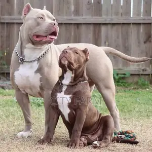 1-3 months Female Purebred American Pit Bull Terrier