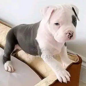1-3 months Female Purebred American Pit Bull Terrier