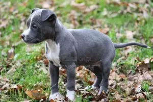 1-3 months Female Purebred American Pit Bull Terrier