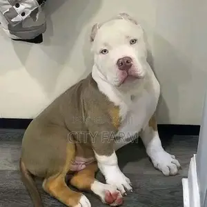 1-3 months Female Purebred American Pit Bull Terrier