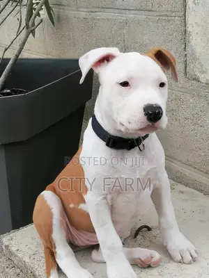 1-3 months Female Purebred American Pit Bull Terrier