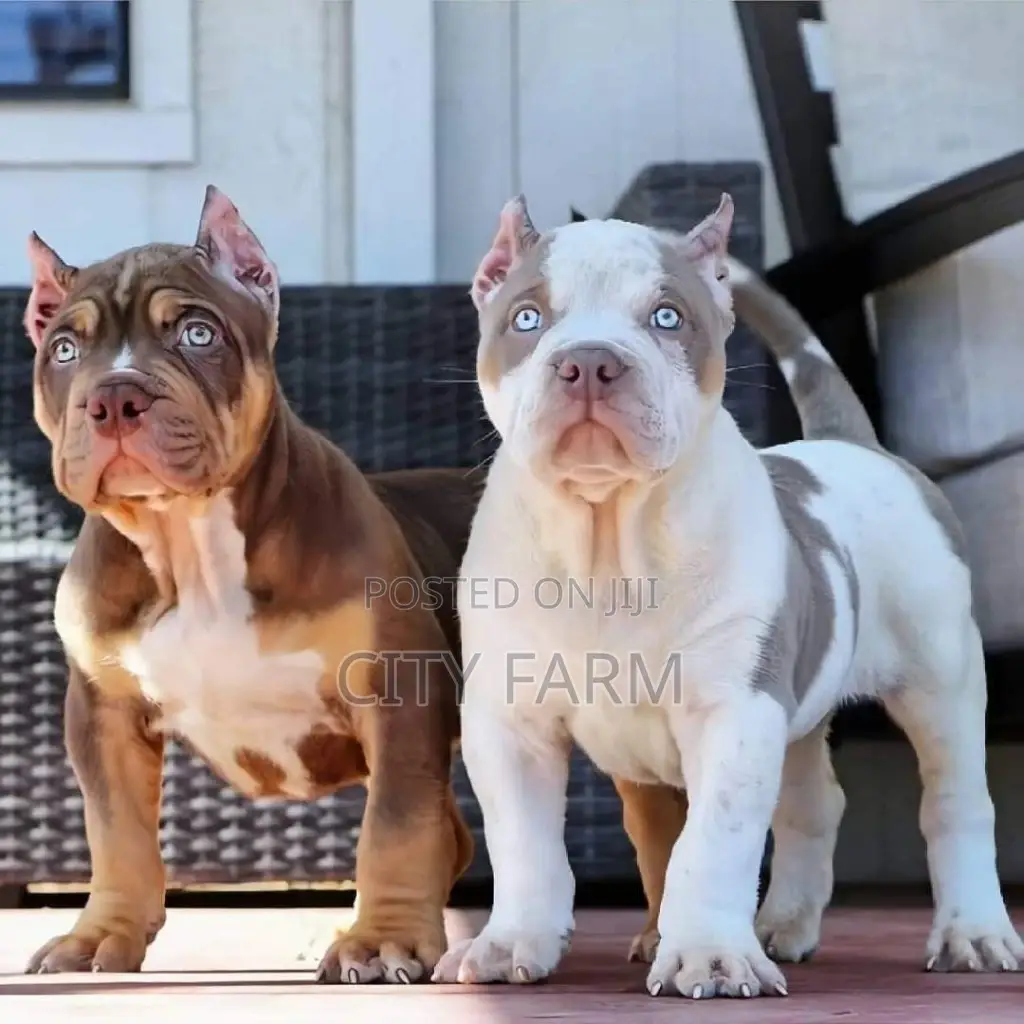 1-3 months Female Purebred American Pit Bull Terrier
