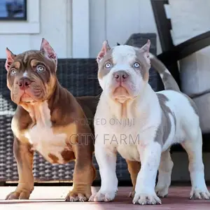 1-3 months Female Purebred American Pit Bull Terrier