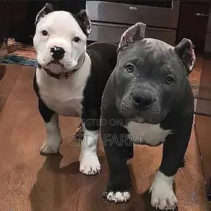 1-3 months Female Purebred American Pit Bull Terrier