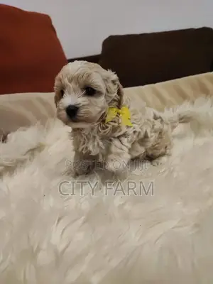 1-3 months Female Purebred Lhasa Apso