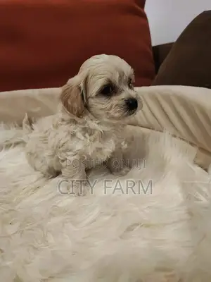 1-3 months Male Purebred Lhasa Apso