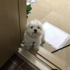 1-3 months Male Purebred Poodle