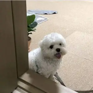 1-3 months Female Purebred Poodle