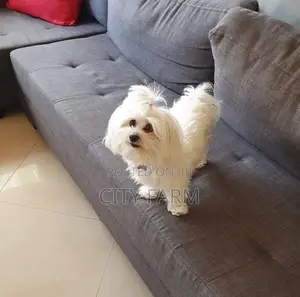 1-3 months Male Purebred Poodle