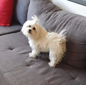 1-3 months Male Purebred Poodle