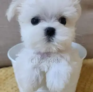 1-3 months Male Purebred Poodle