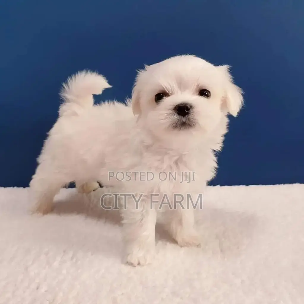 1-3 months Male Purebred Poodle