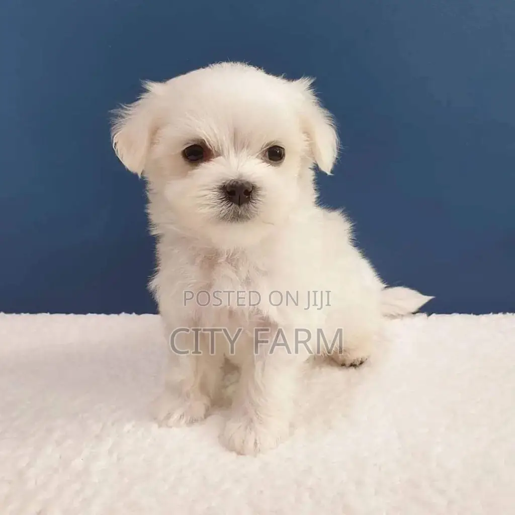 1-3 months Male Purebred Poodle