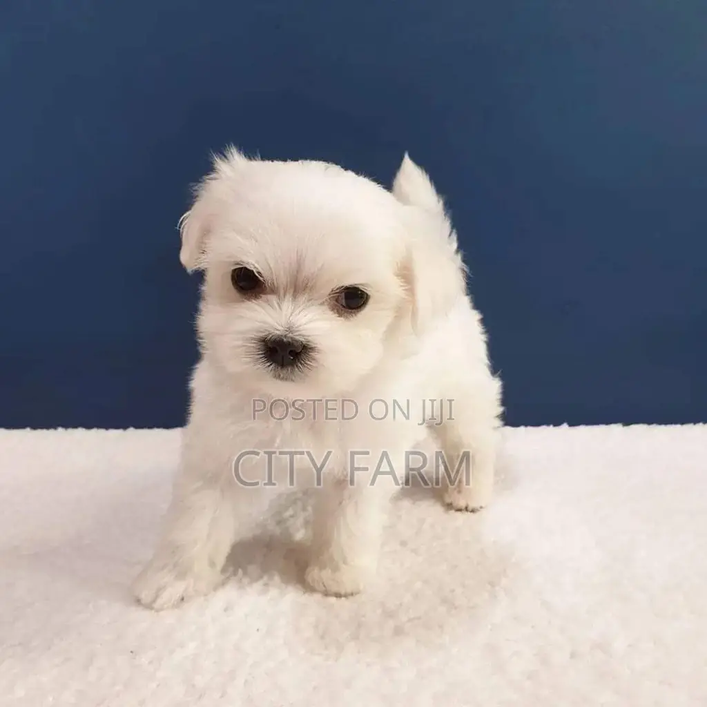 1-3 months Male Purebred Poodle