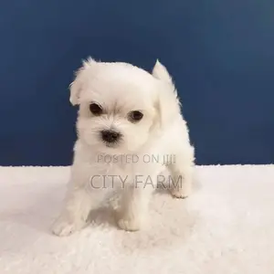 1-3 months Male Purebred Poodle