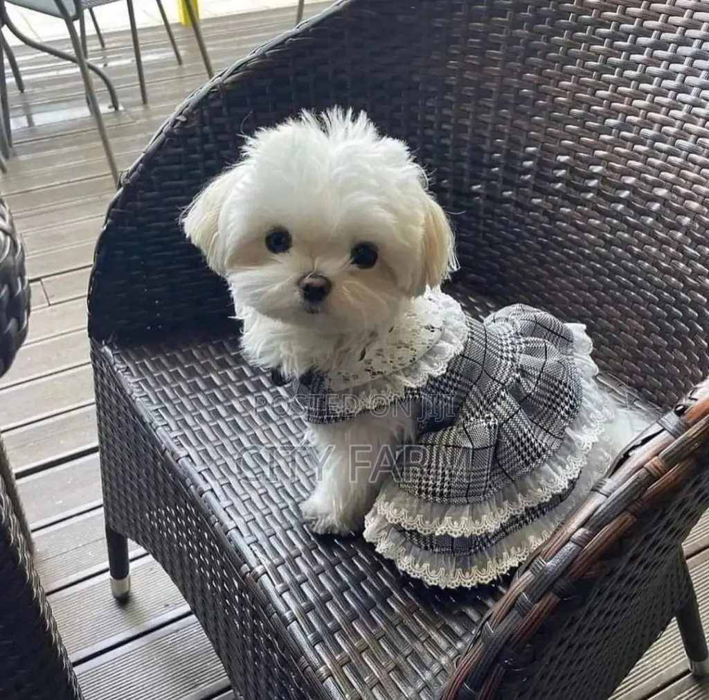 1-3 months Female Purebred Poodle