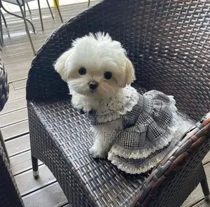 1-3 months Female Purebred Poodle