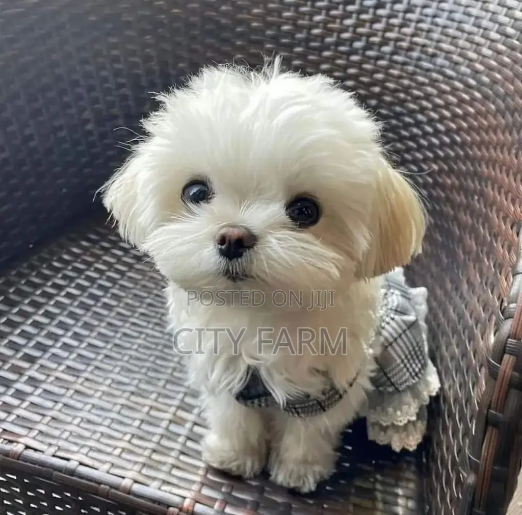 1-3 months Male Purebred Poodle