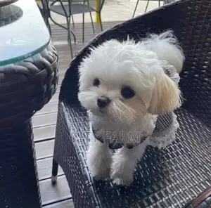 1-3 months Female Purebred Poodle