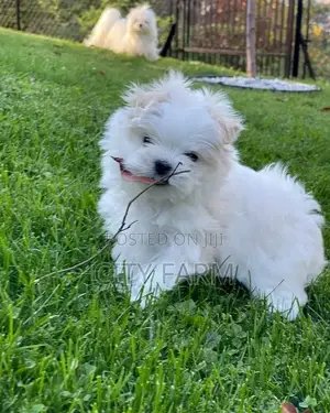 1-3 months Male Purebred Poodle