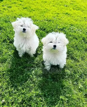 1-3 months Male Purebred Poodle