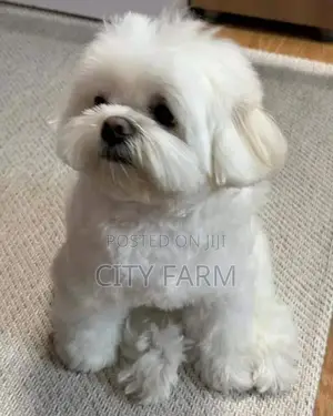 1-3 months Female Purebred Poodle