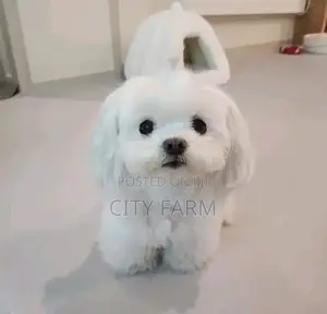 1-3 months Male Purebred Poodle