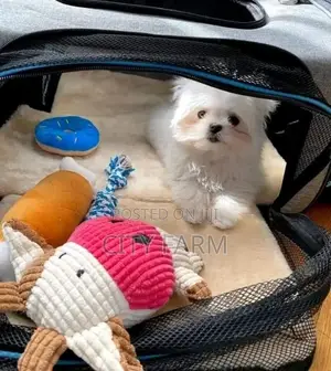 1-3 months Female Purebred Poodle