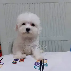 1-3 months Female Purebred Poodle
