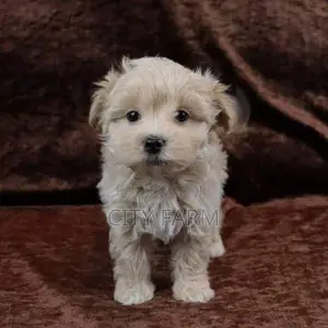 1-3 months Female Purebred Poodle