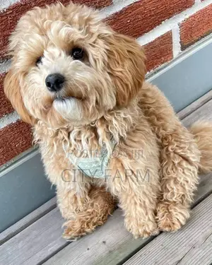 1-3 months Female Purebred Poodle