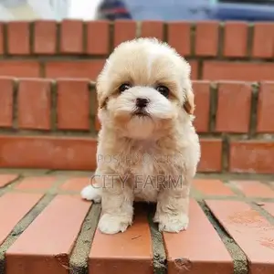 1-3 months Male Purebred Poodle
