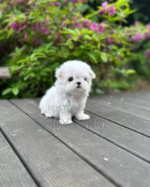 1-3 months Male Purebred Poodle