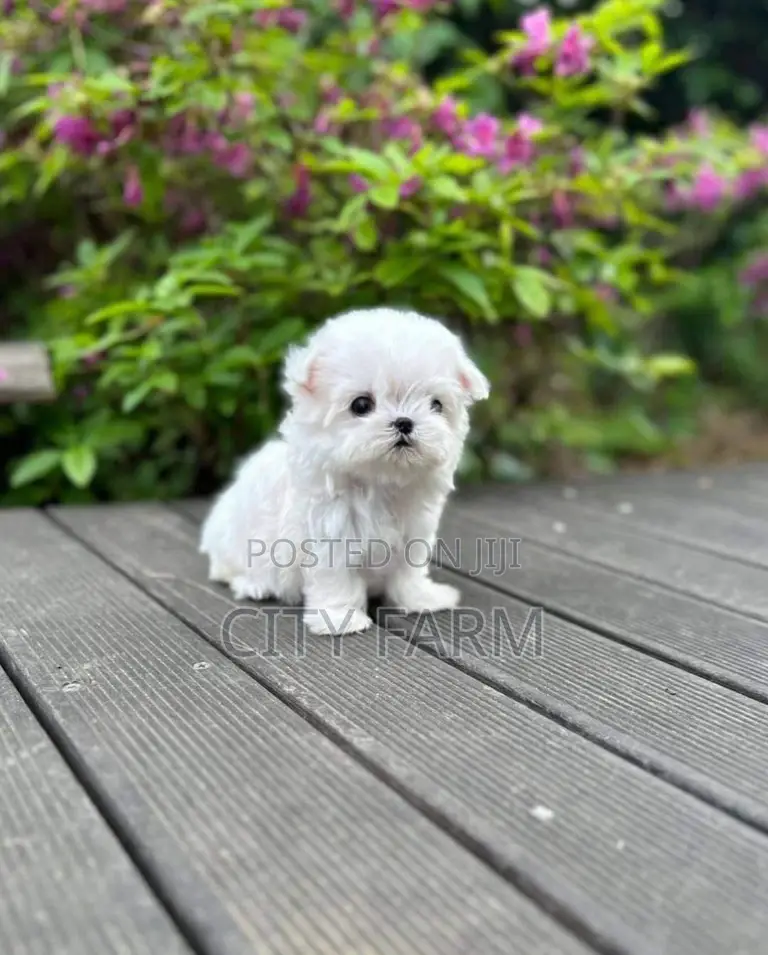 1-3 months Male Purebred Poodle