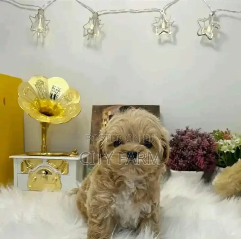 1-3 months Female Purebred Poodle