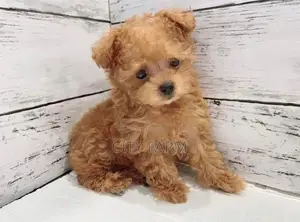 1-3 months Male Purebred Poodle