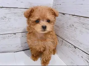 1-3 months Female Purebred Poodle