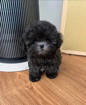 1-3 months Male Purebred Poodle