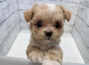 1-3 months Male Purebred Poodle