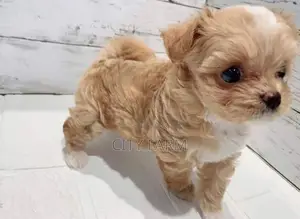 1-3 months Male Purebred Poodle
