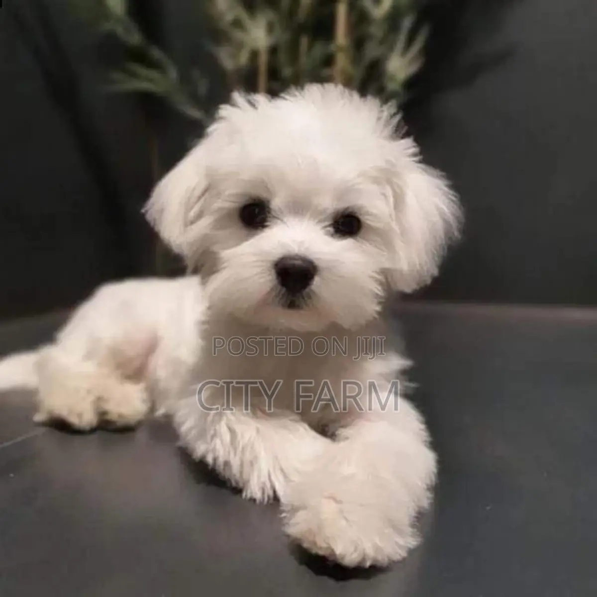 1-3 months Male Purebred Poodle