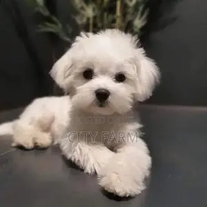 1-3 months Male Purebred Poodle