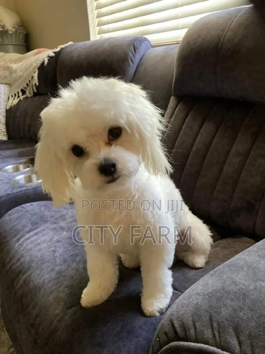1-3 months Male Purebred Poodle