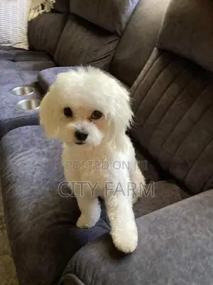 1-3 months Female Purebred Poodle
