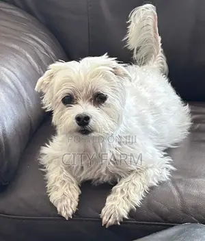 1-3 months Female Purebred Poodle